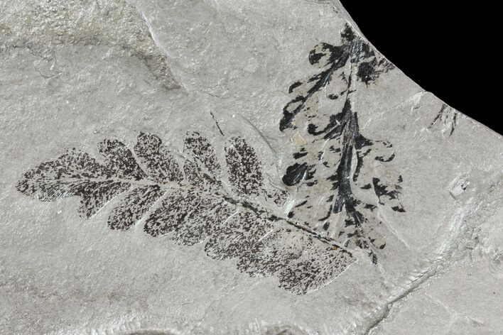 Fossil Plants (Sphenopteridium & Neuropteris) - Kinney Quarry, NM #80428